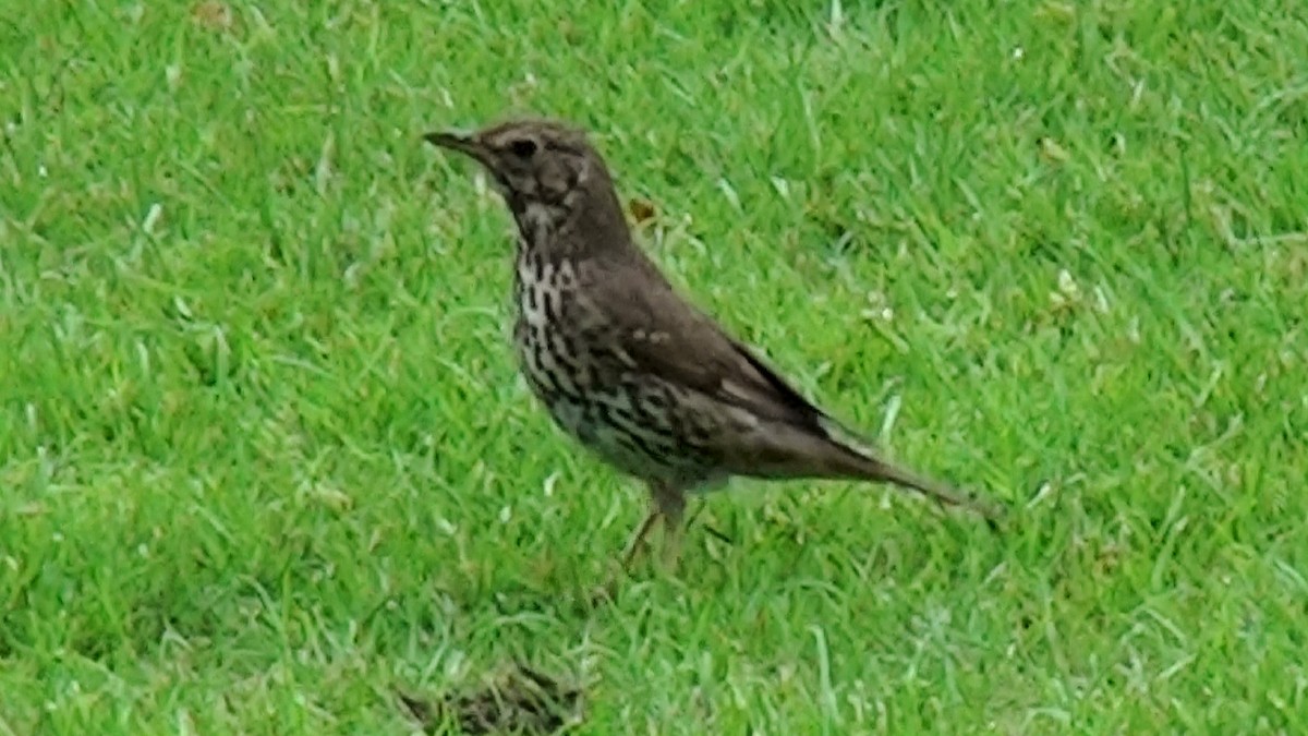 Song Thrush - ML23799301