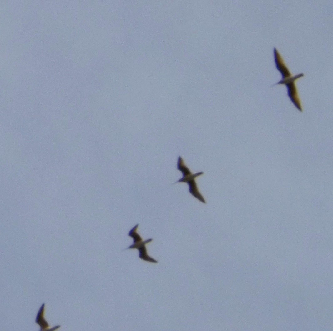 Whimbrel (Hudsonian) - ML237993471