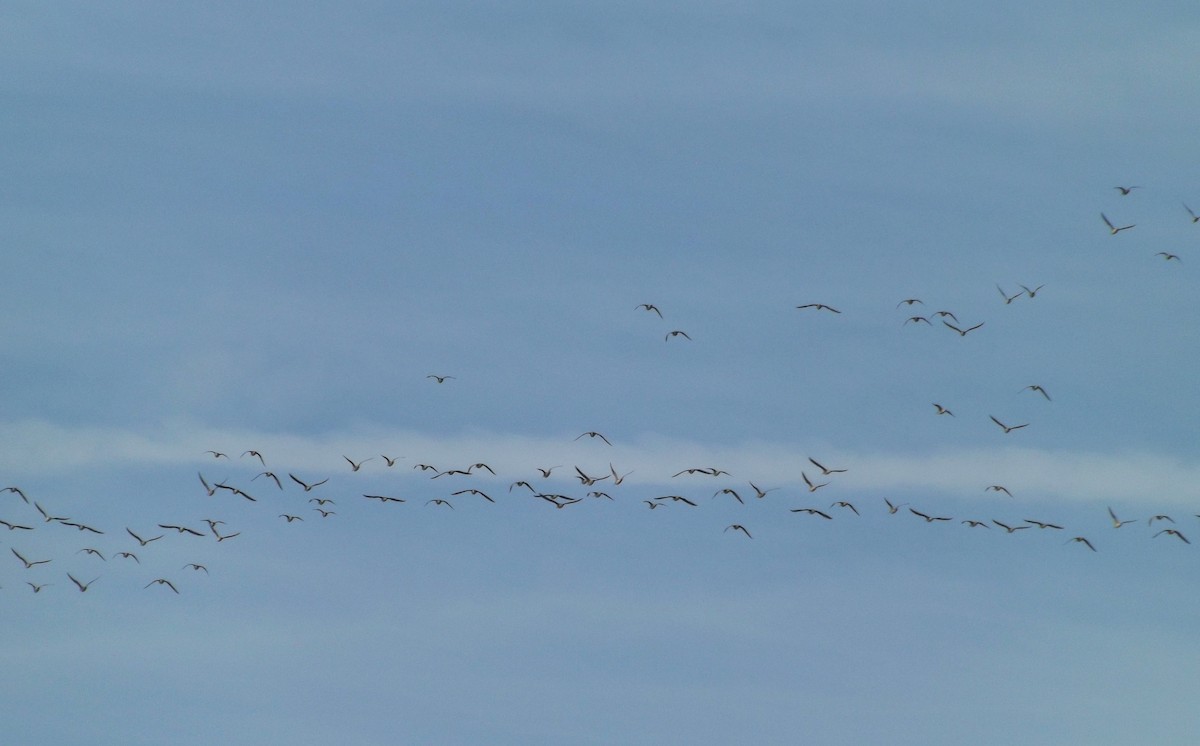 Whimbrel (Hudsonian) - ML237993761