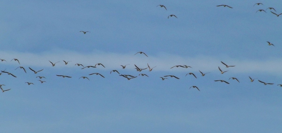 Whimbrel (Hudsonian) - ML237993821