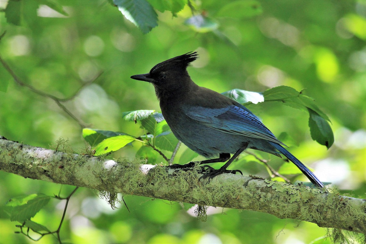 Steller's Jay - ML237995301