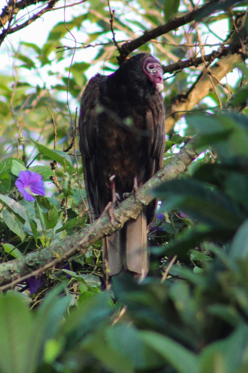 Turkey Vulture - ML237996321