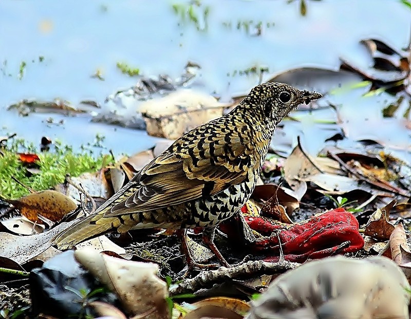 Scaly Thrush - Subhojit Chakraborty