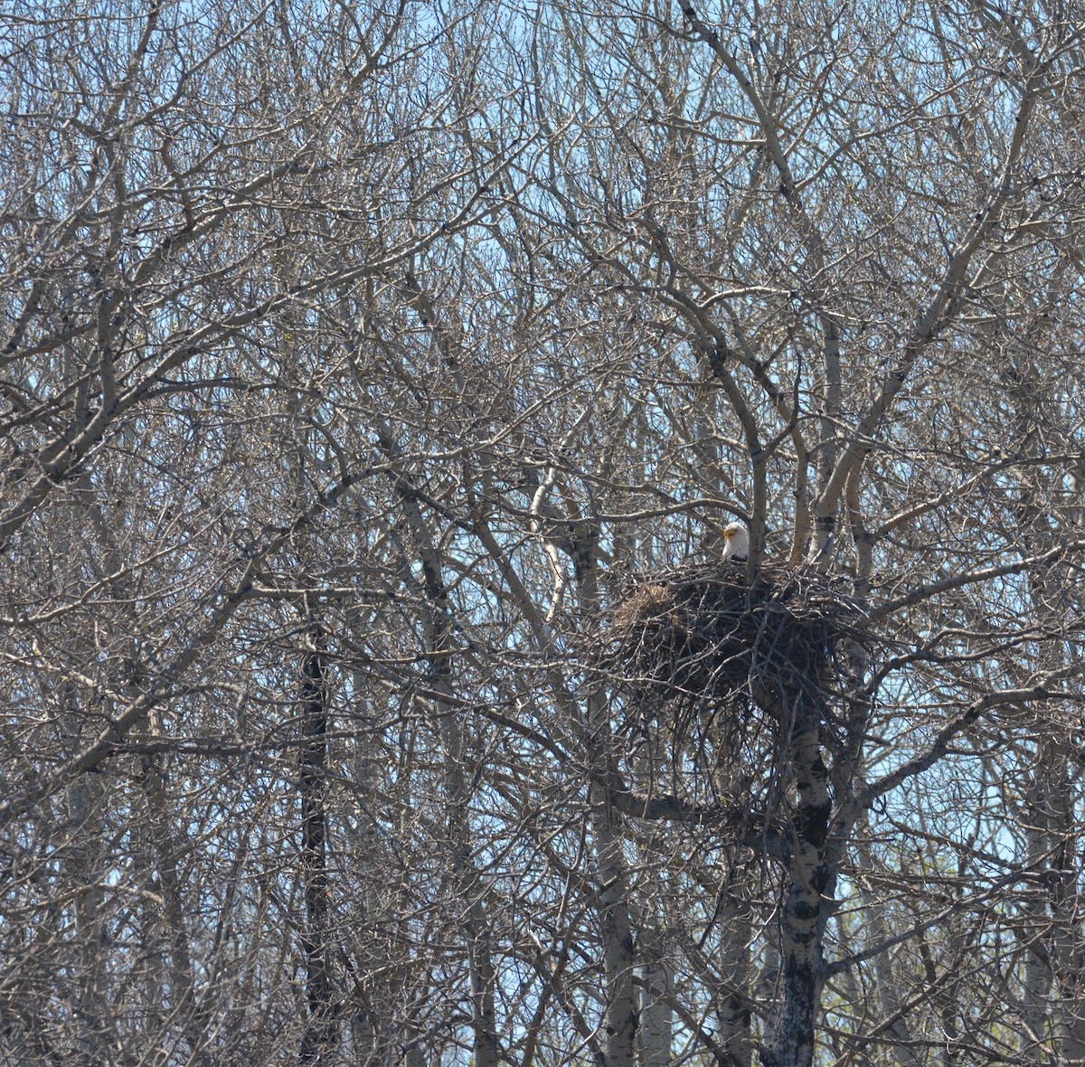 Bald Eagle - ML237997111