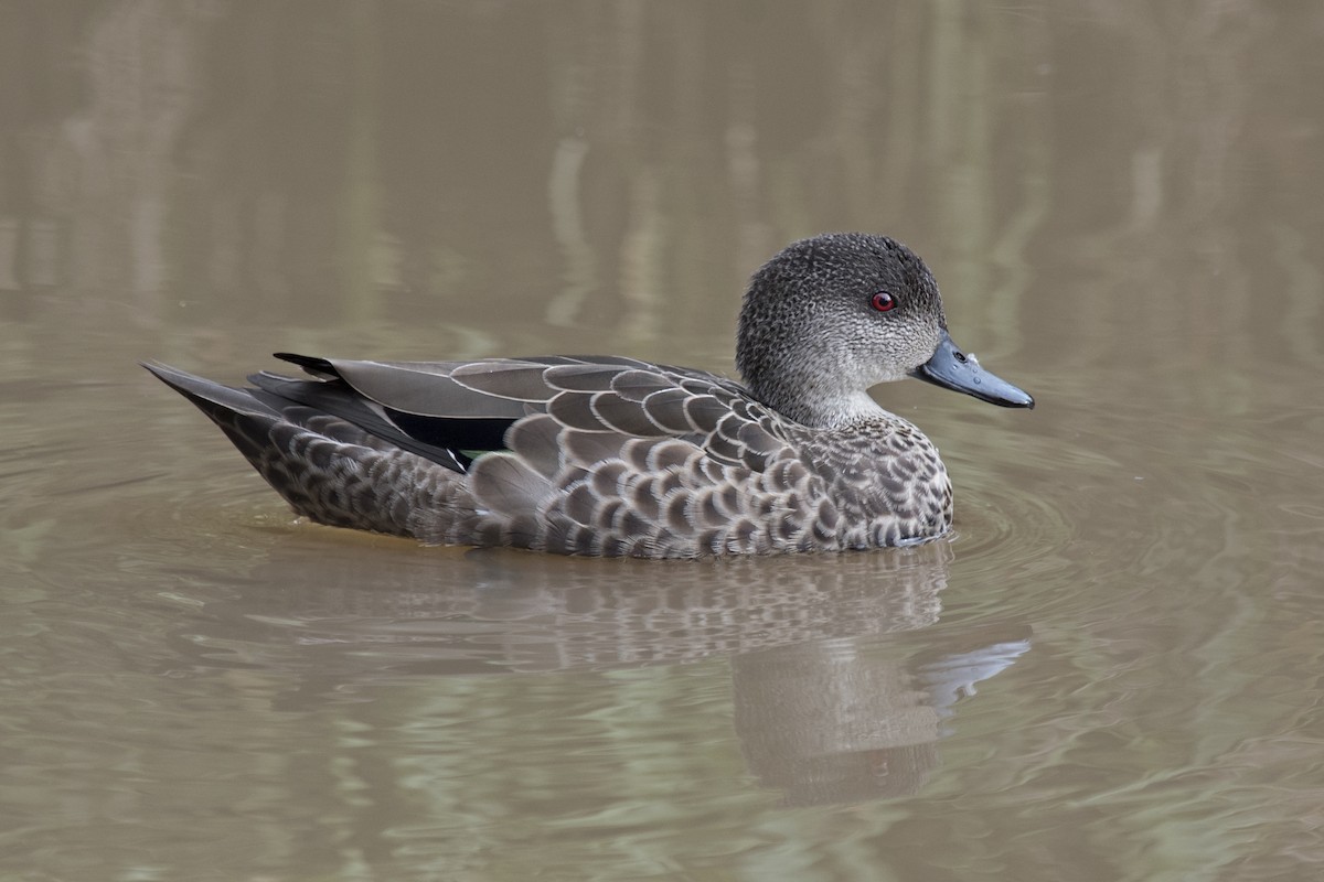 Gray Teal - ML237997451