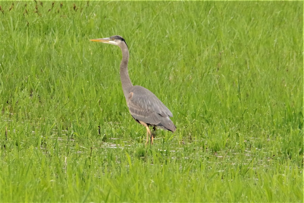 Great Blue Heron - ML237998541