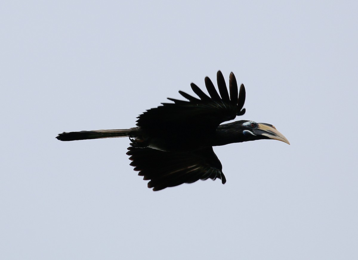 Bushy-crested Hornbill - ML23800151