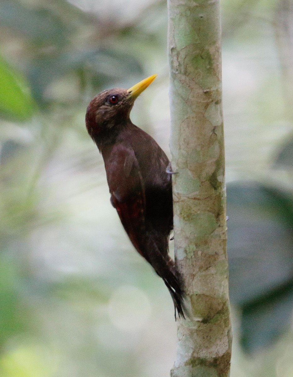 Maroon Woodpecker - ML23800201