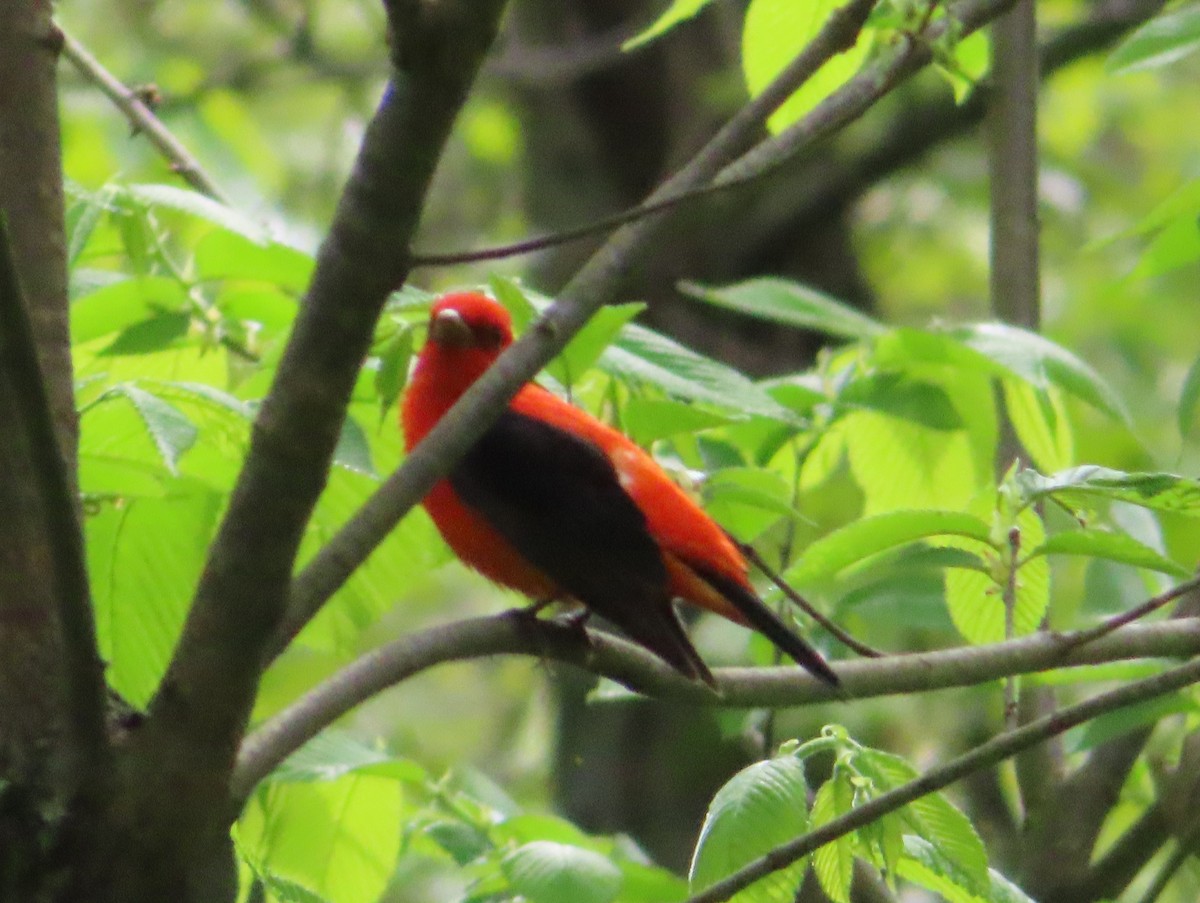 Scarlet Tanager - Charles Henrikson