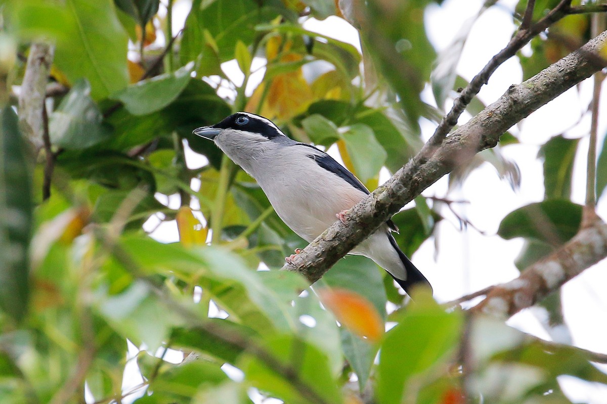 White-browed Shrike-Babbler - ML23800251