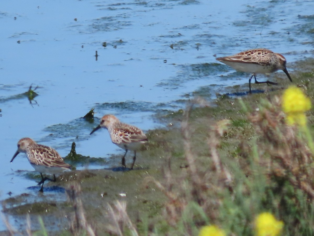 Western Sandpiper - ML238003031