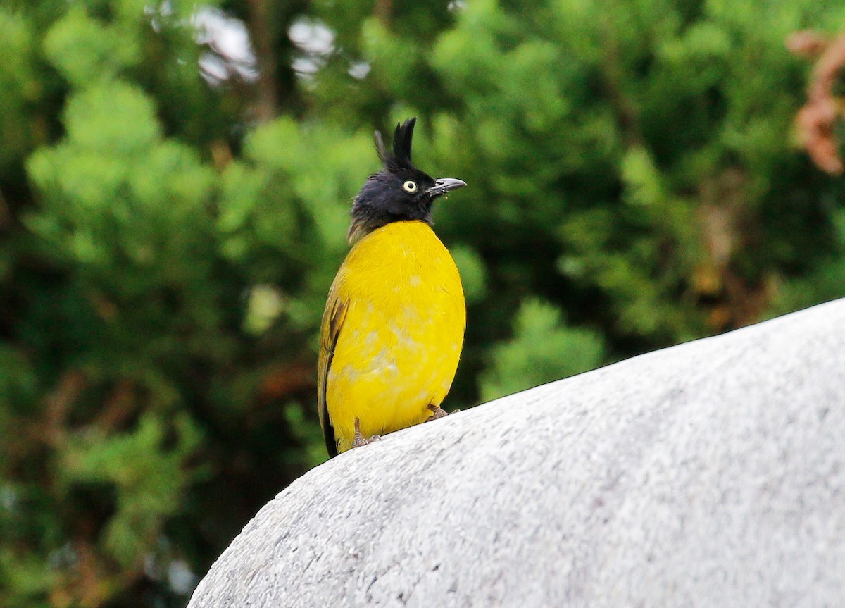 Black-crested Bulbul - ML23800351