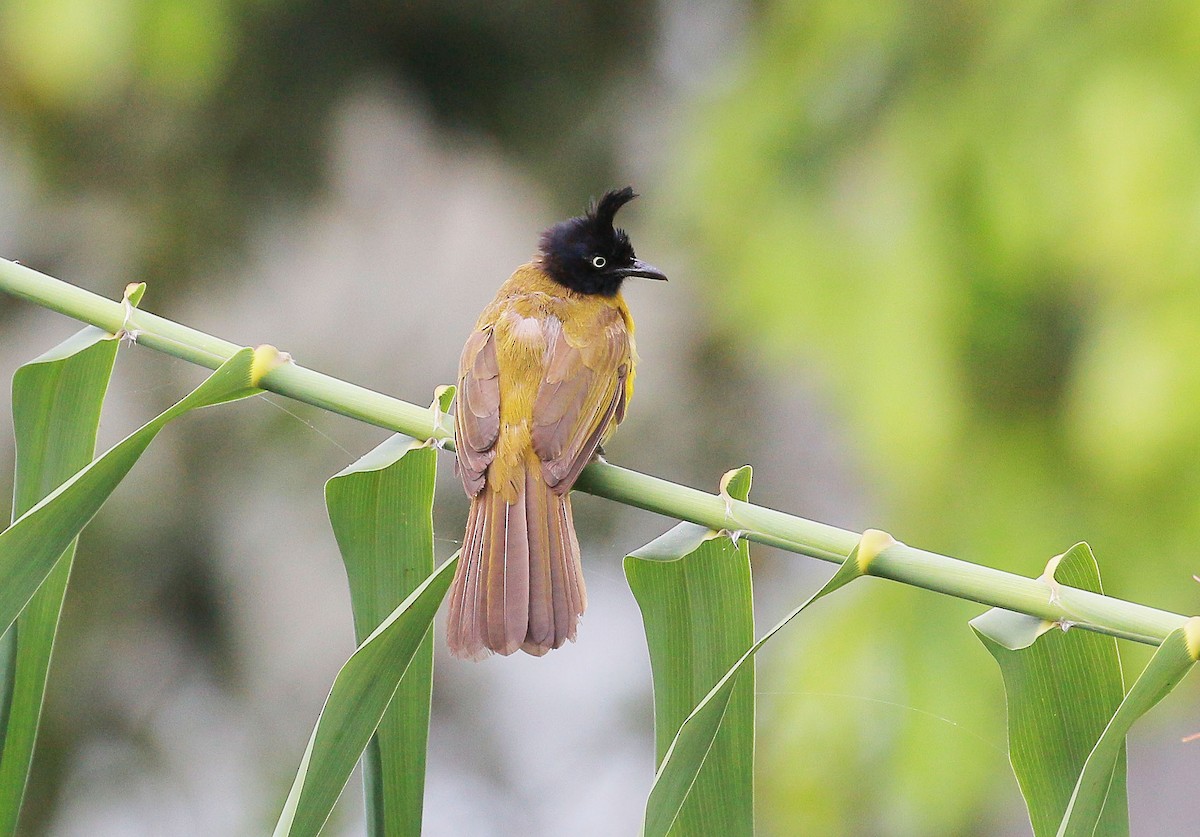 Black-crested Bulbul - ML23800371