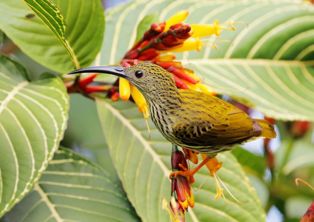 Streaked Spiderhunter - ML23800391