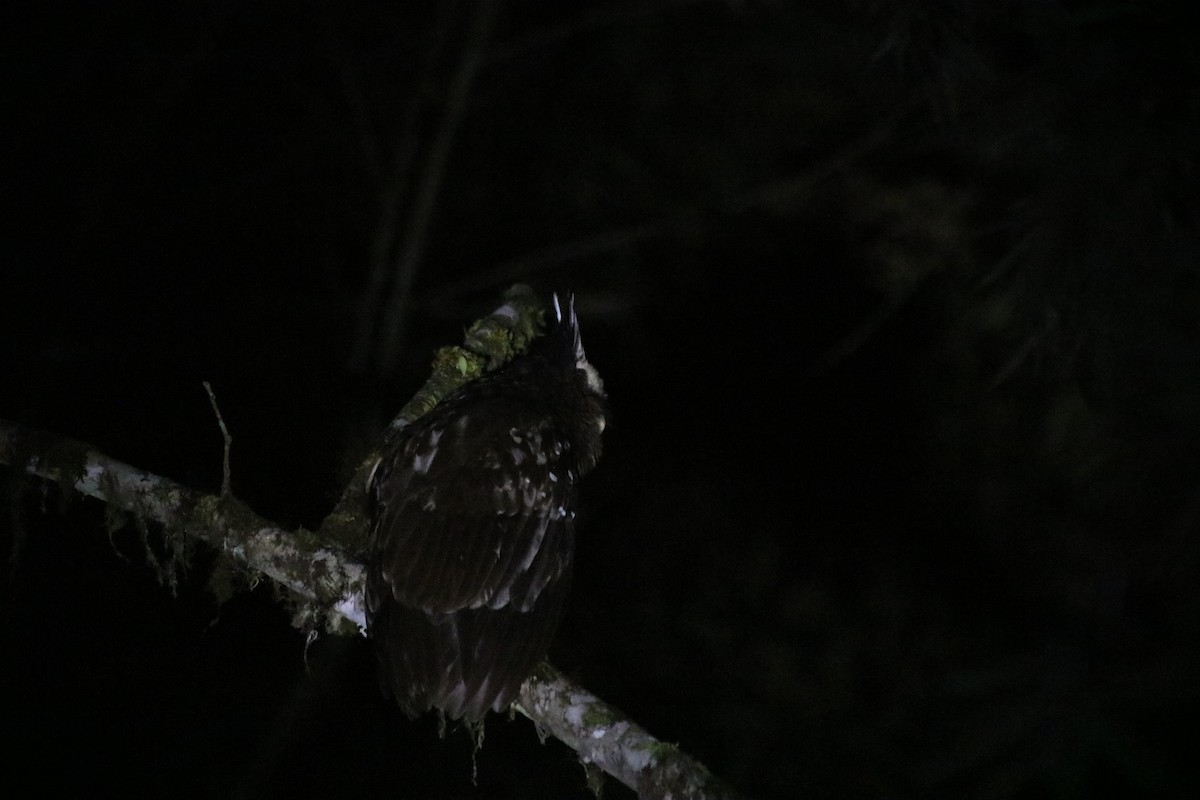 Crested Owl - ML238004381