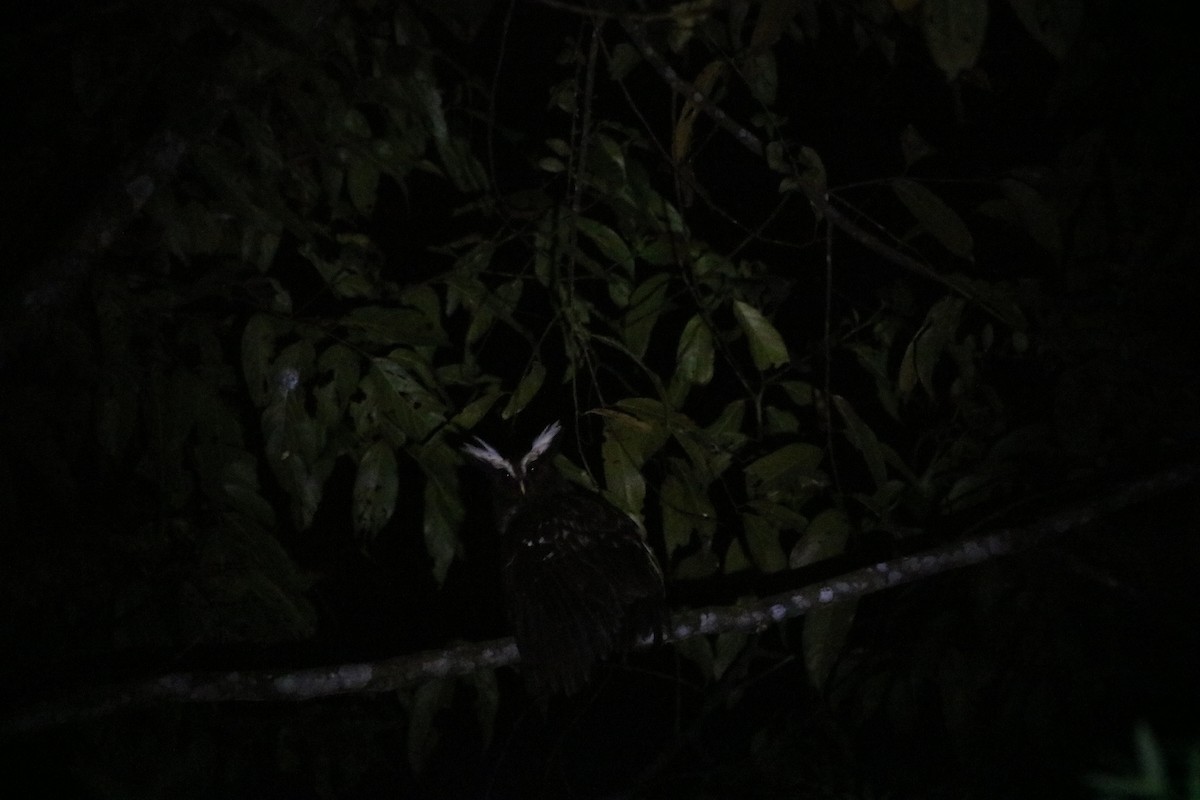 Crested Owl - ML238004471