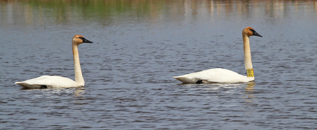 Trumpeter Swan - Ryan Brady