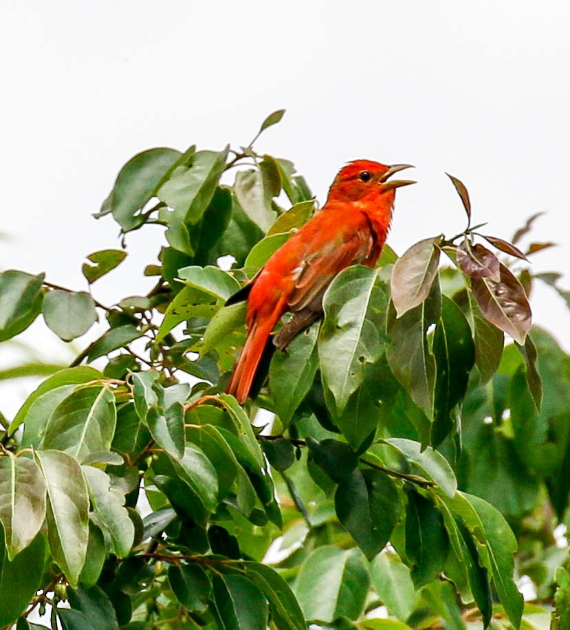 Summer Tanager - ML238005241