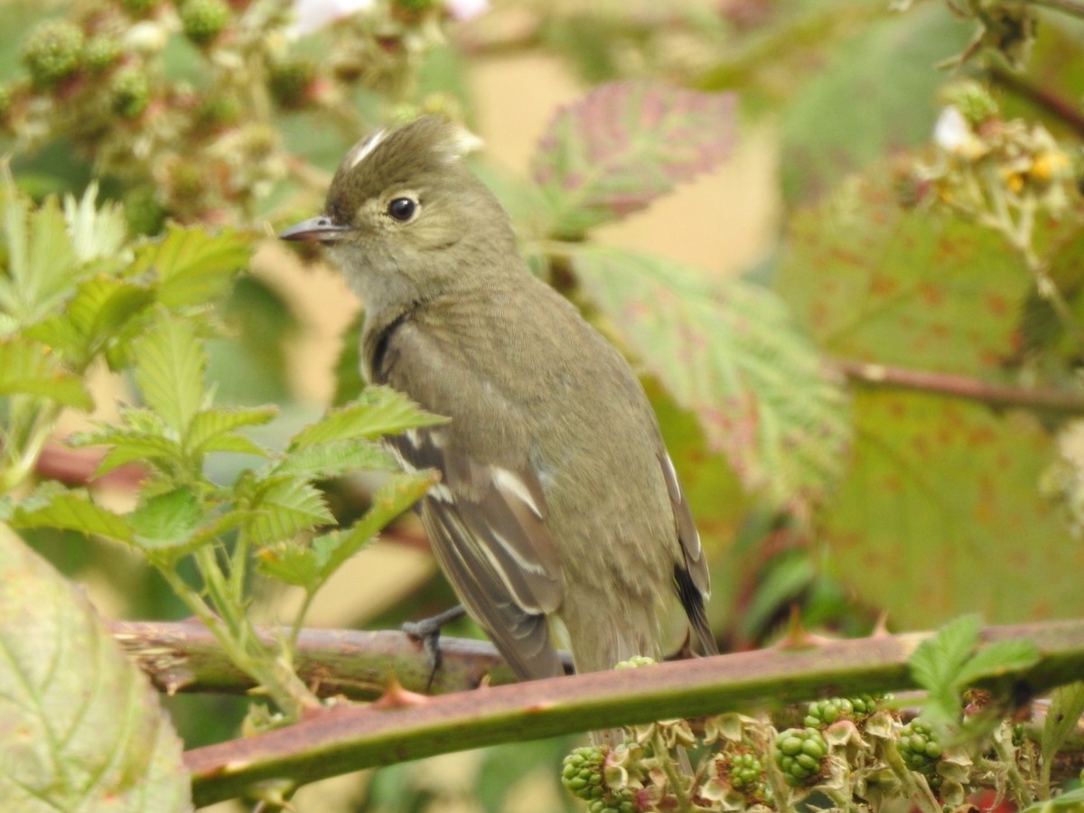 White-crested Elaenia - ML238005951