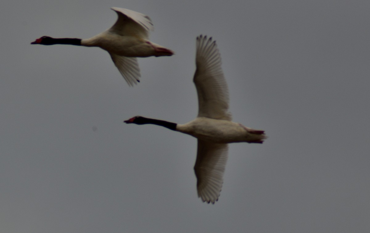 Black-necked Swan - ML23800641