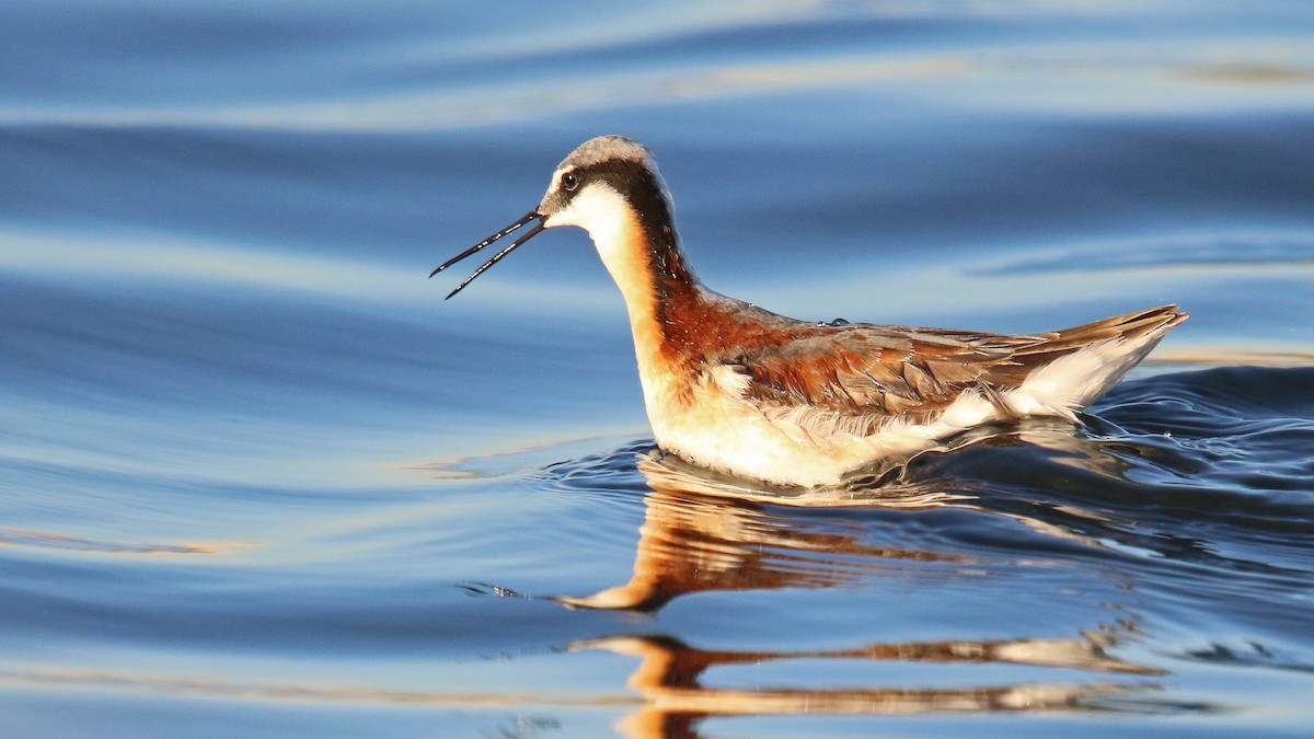 Wilson's Phalarope - ML238007291