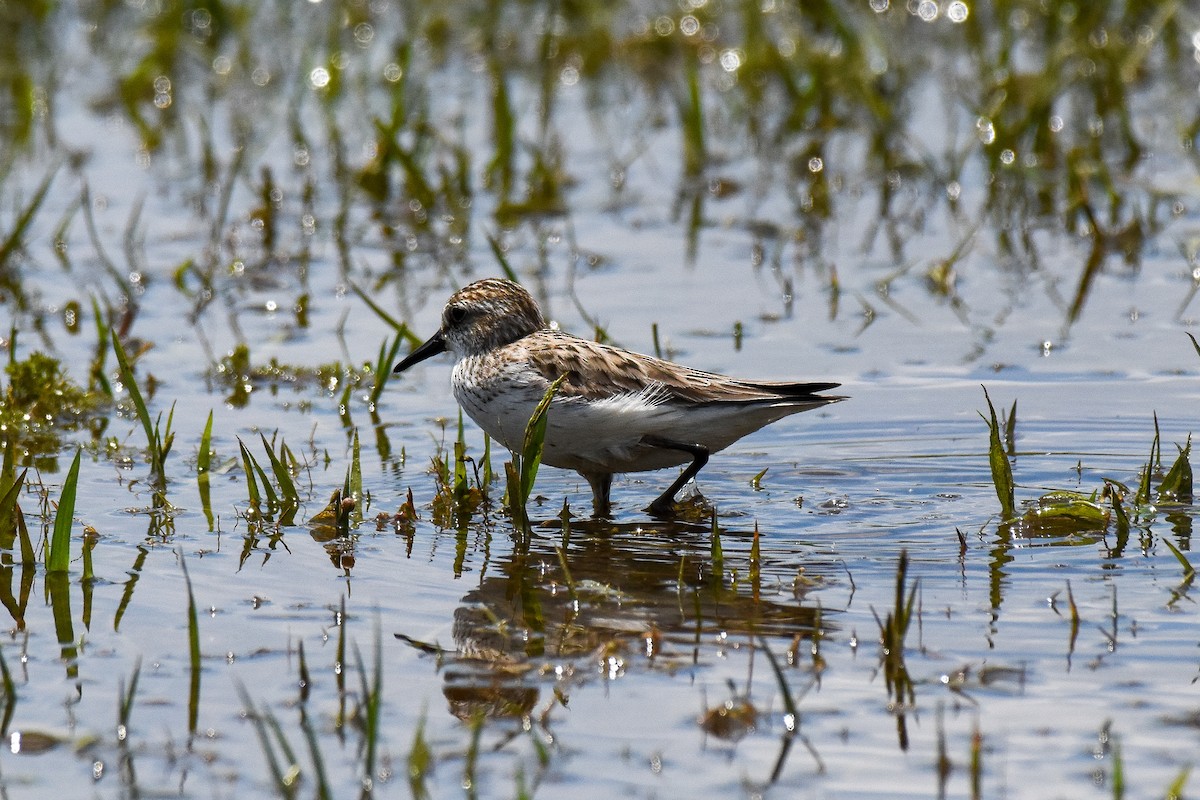 Semipalmated Sandpiper - ML238007331