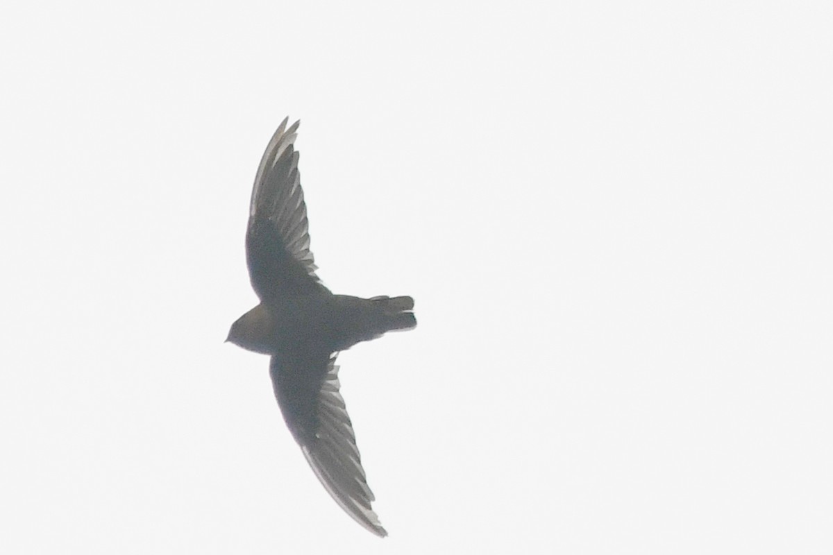 Chestnut-collared Swift - ML238011061