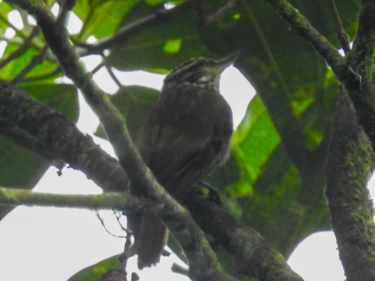 Streaked Xenops - ML238011851