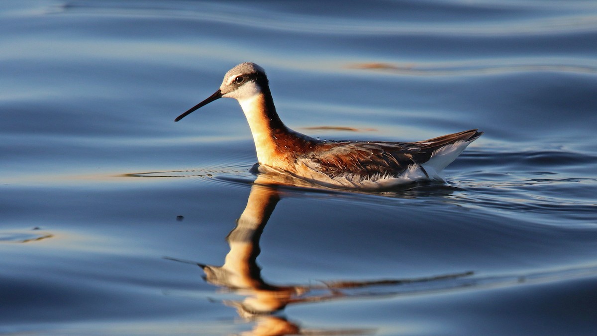 Wilson's Phalarope - ML238012161