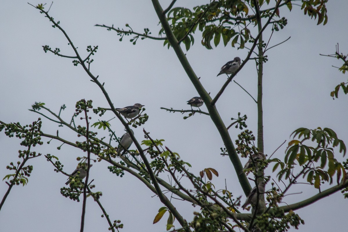 Daurian Starling - ML238013151