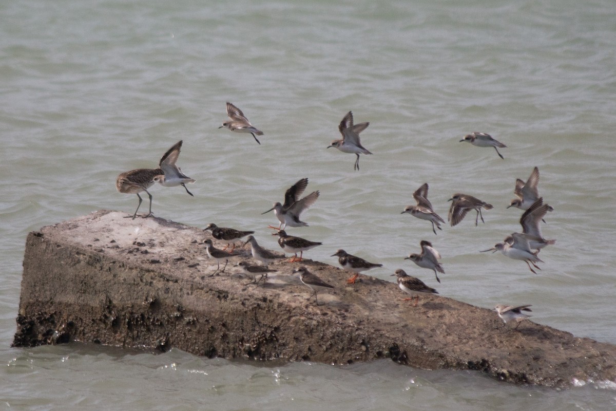 Curlew Sandpiper - ML238015631