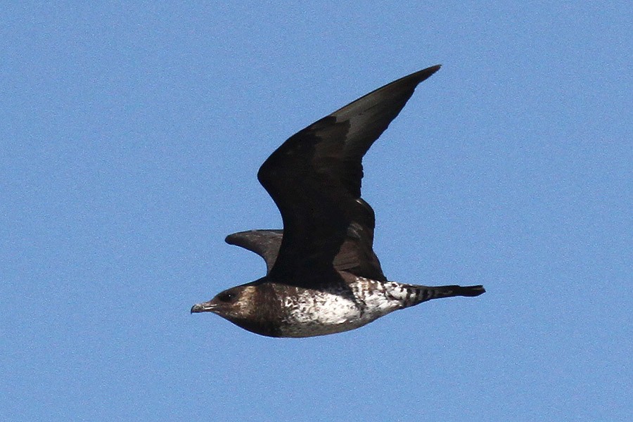 Pomarine Jaeger - Dave Patton