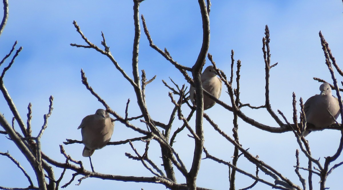 Eurasian Collared-Dove - ML238016781