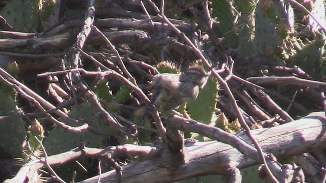 Cactus Wren - ML238019611