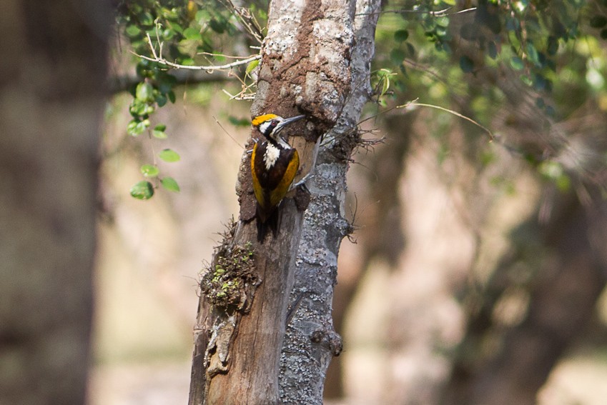 White-naped Woodpecker - ML23802201