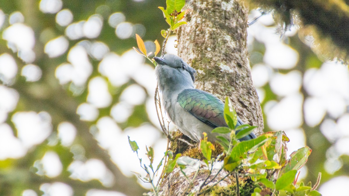 Cuckoo-roller - ML238022071