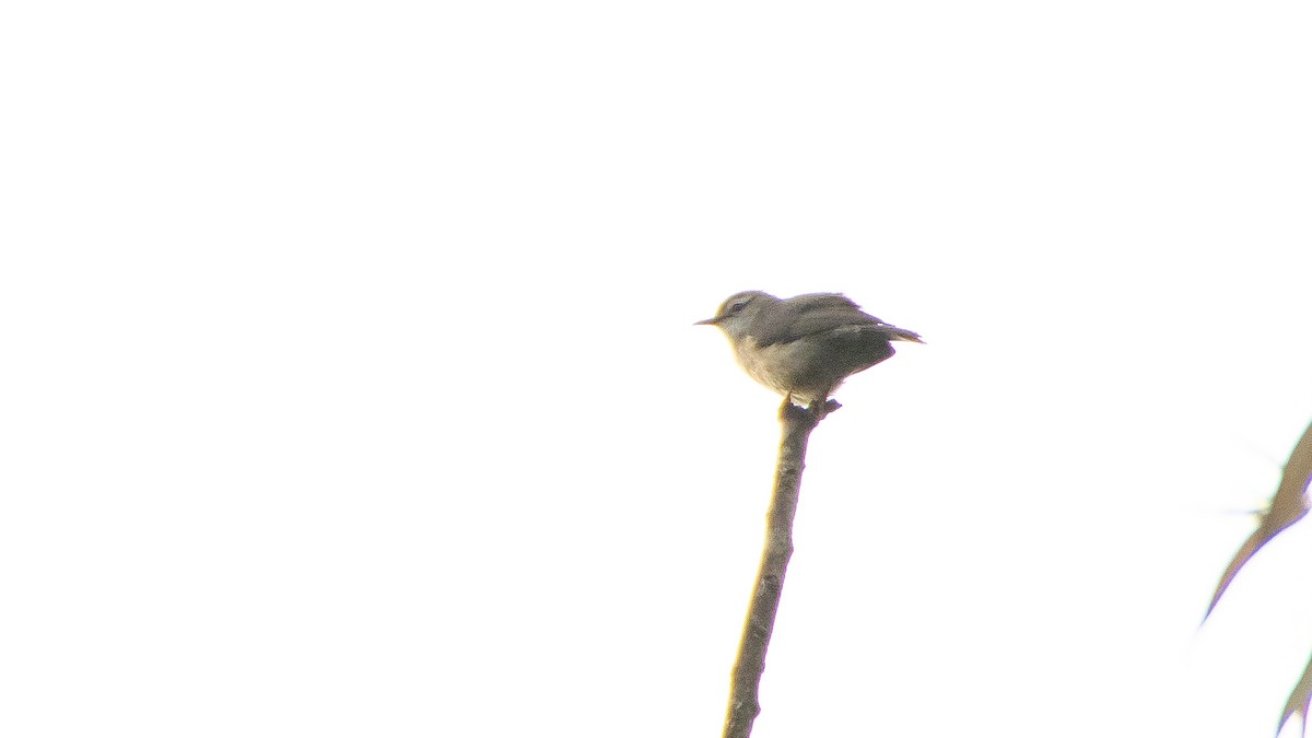 Rand's Warbler - Jean-Sébastien Guénette