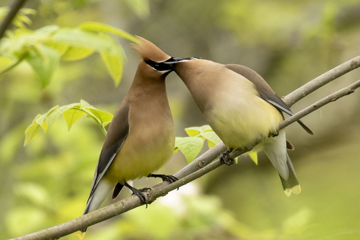 Cedar Waxwing - ML238022671