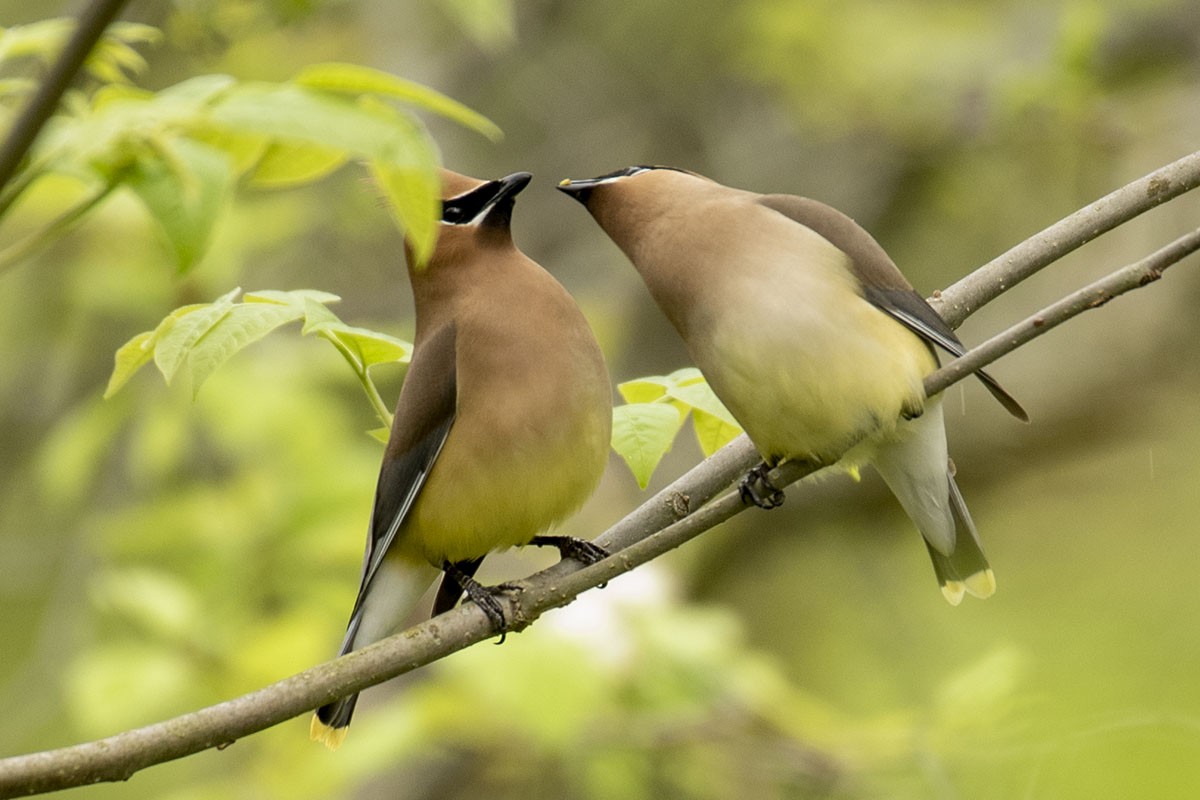 Cedar Waxwing - ML238022701