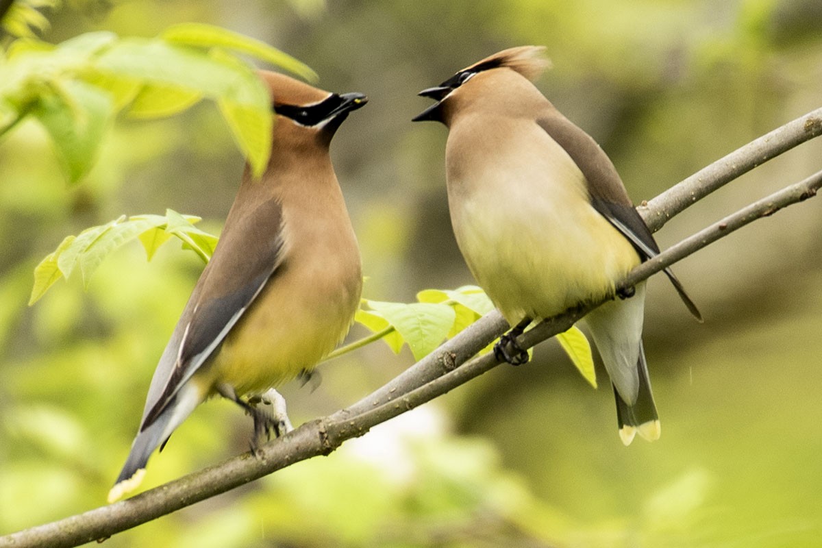 Cedar Waxwing - ML238022721