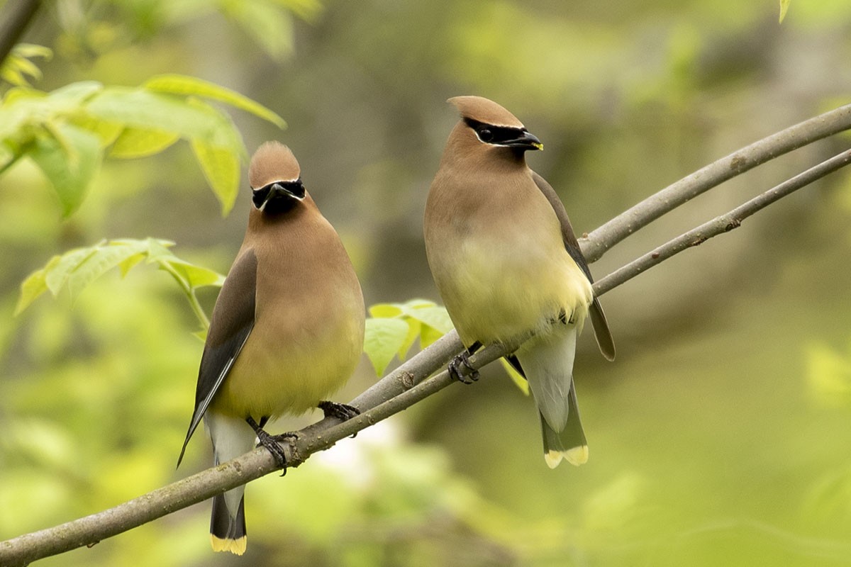 Cedar Waxwing - ML238022881