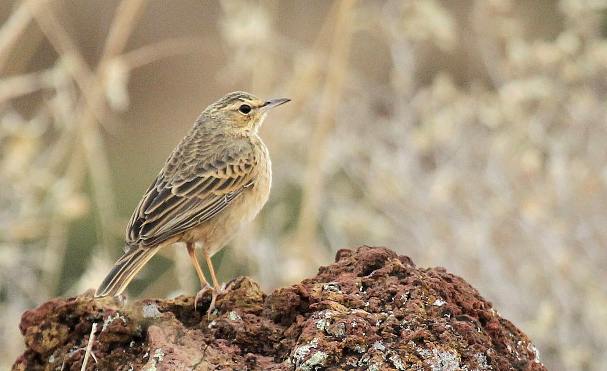 Long-billed Pipit - ML238023821