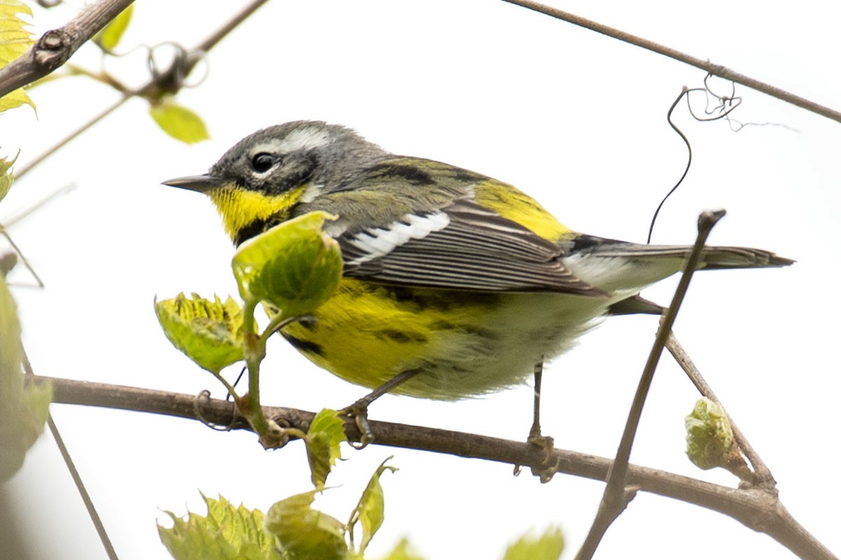 Magnolia Warbler - ML238024111