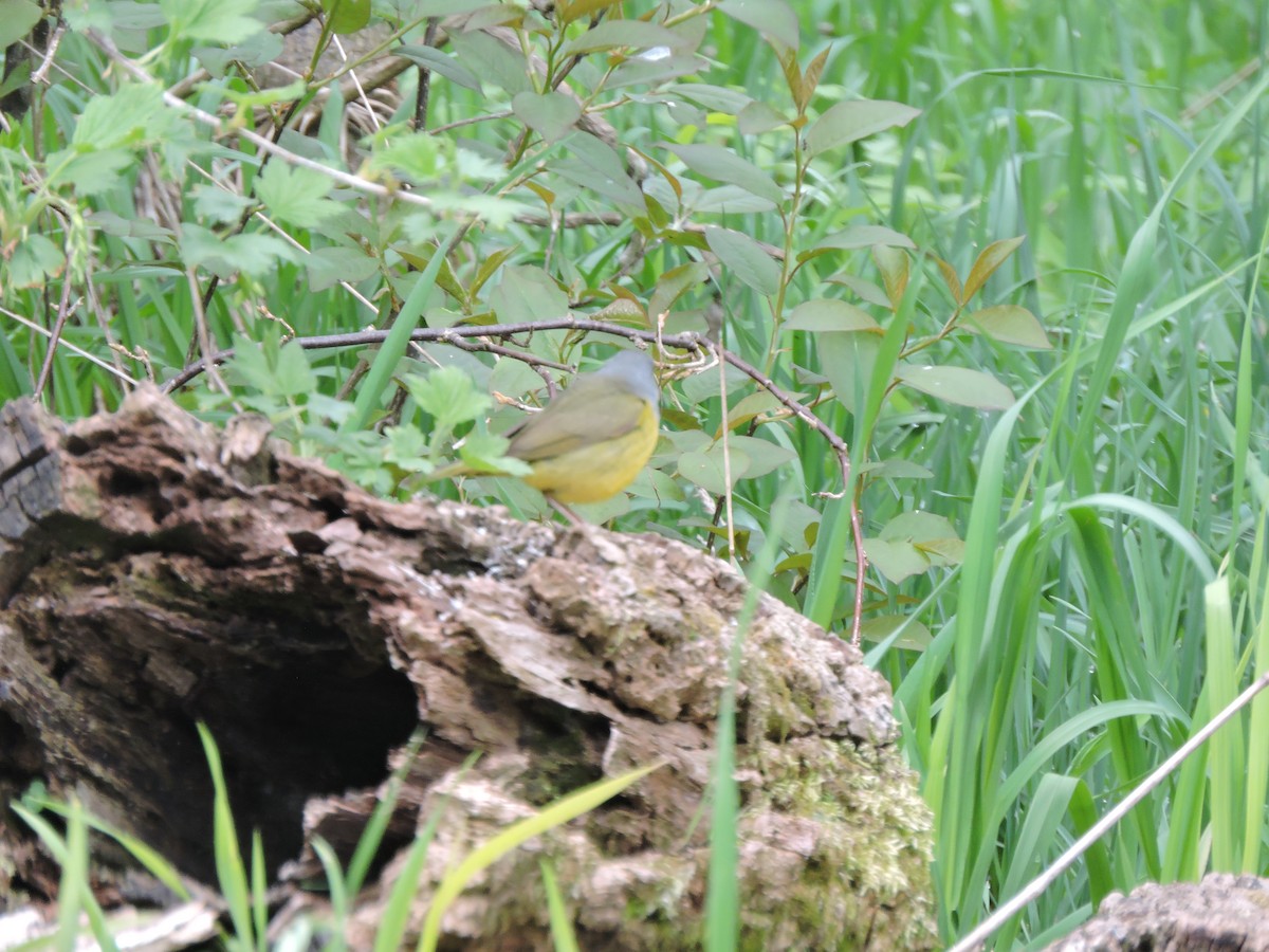 Mourning Warbler - ML238025601