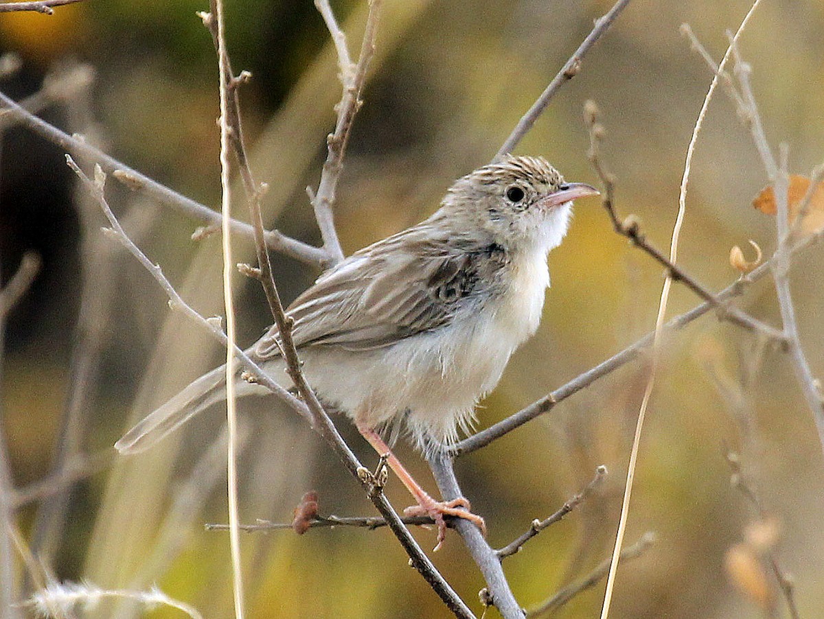 Ashy Cisticola - ML238026271