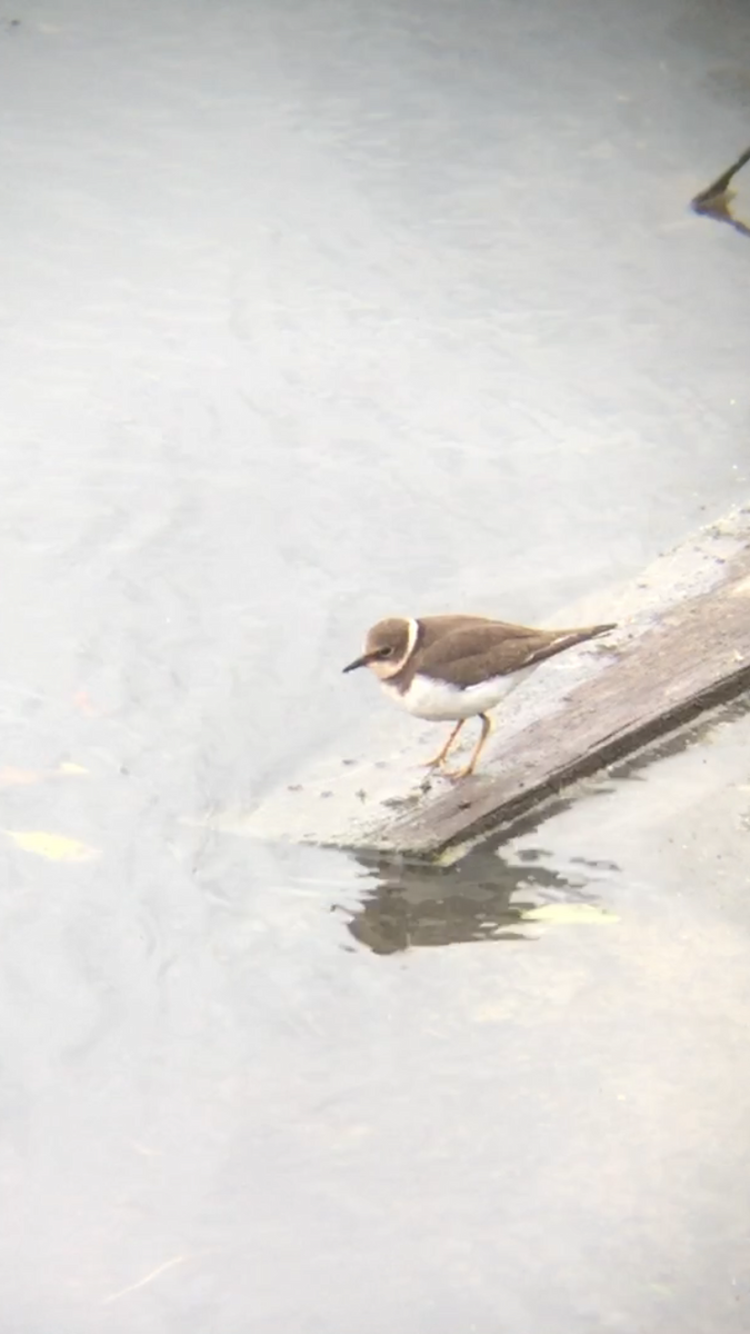 Little Ringed Plover - ML23802731