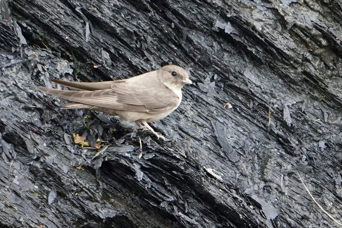Eurasian Crag-Martin - ML238028171