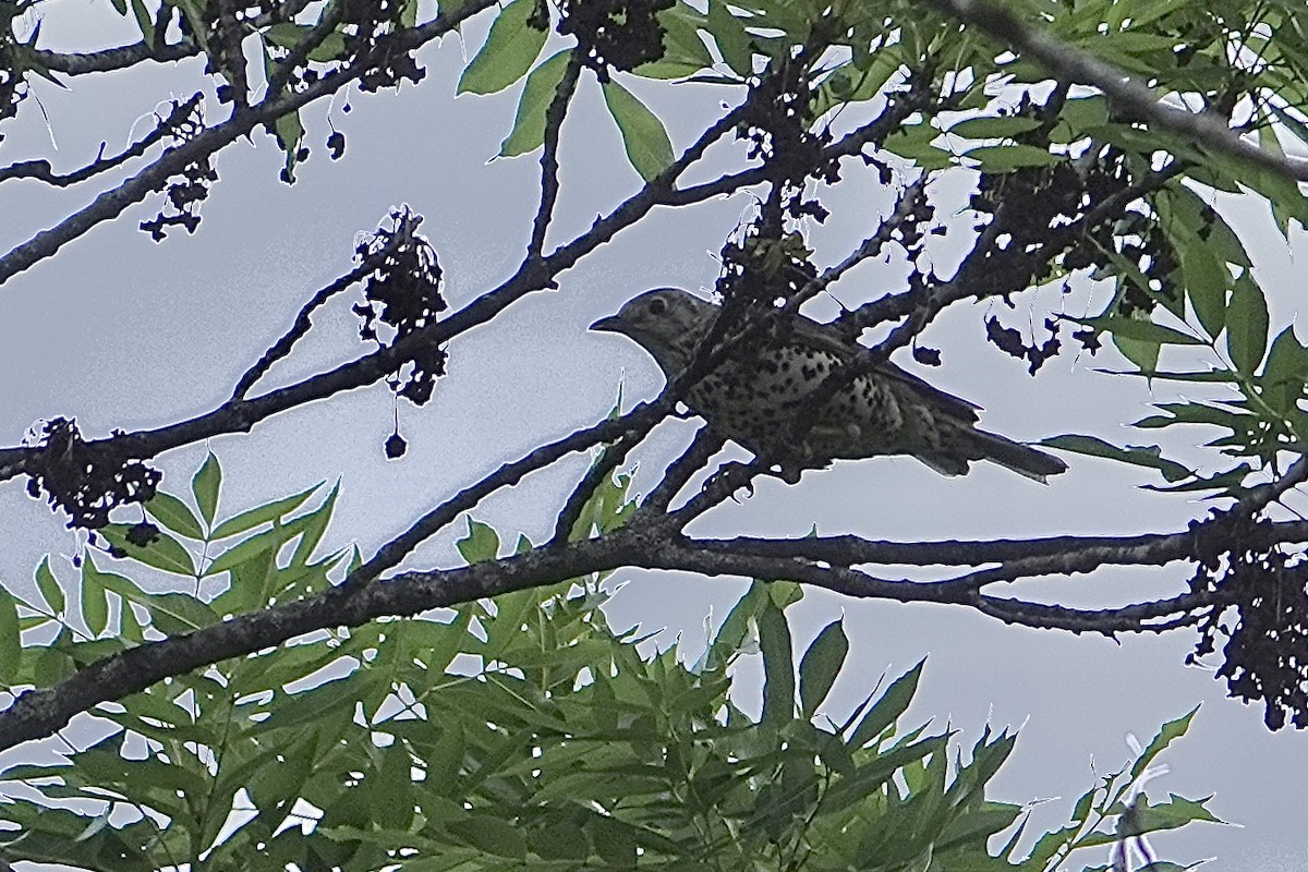 Mistle Thrush - ML238028921