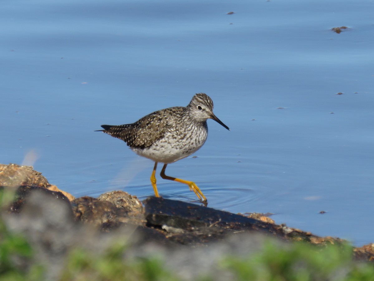 Lesser Yellowlegs - ML238029611