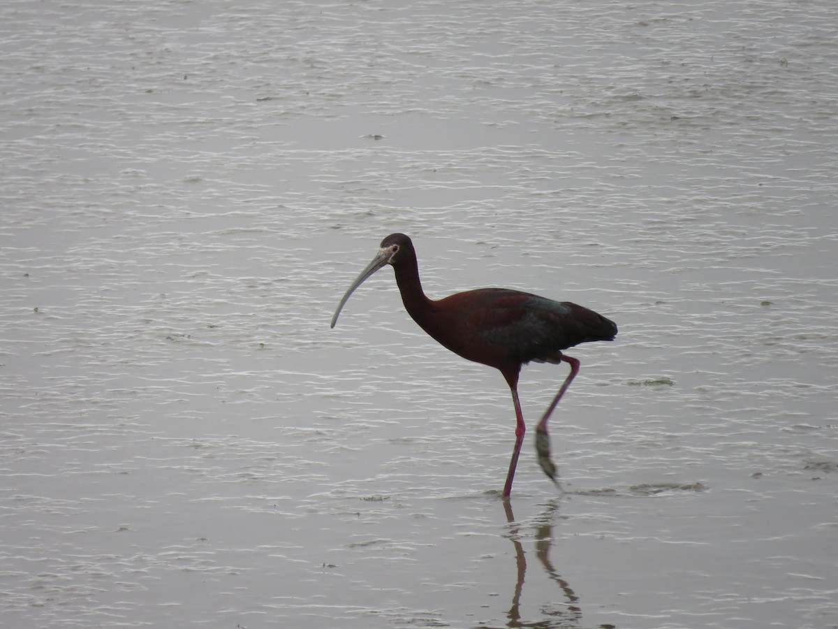 White-faced Ibis - ML238030731